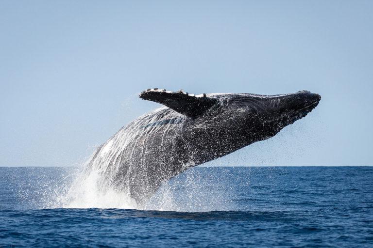 Festivale de la Baleine